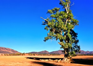 Alone - Cazneauxs Tree